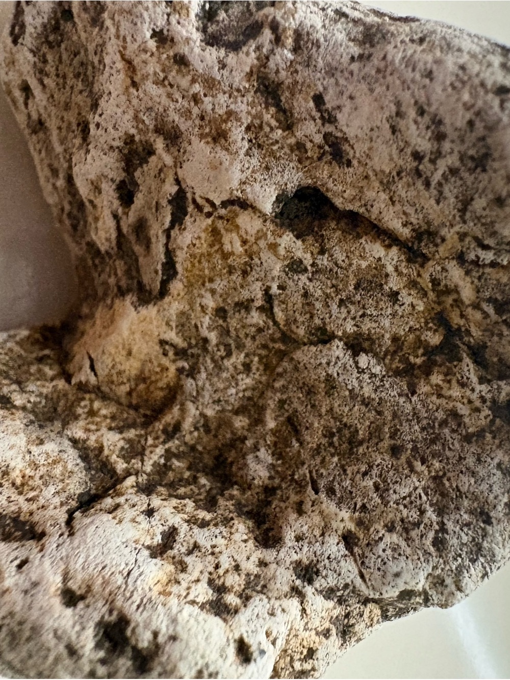 Organic Textured Stone Accent in Cream and Brown Speckle